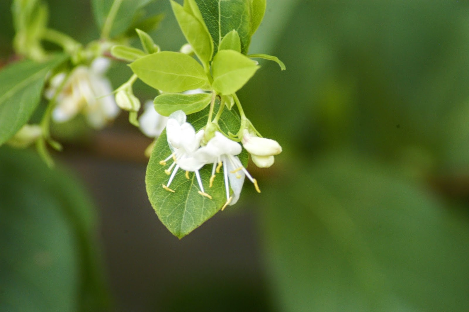 bush-honeysuckle-featuring-new-plants-every-day