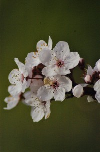 Prunus x yedoensis