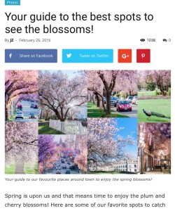 A screenshot of a local website called Victoria Buzz, featuring some of Victoria's flowering trees.