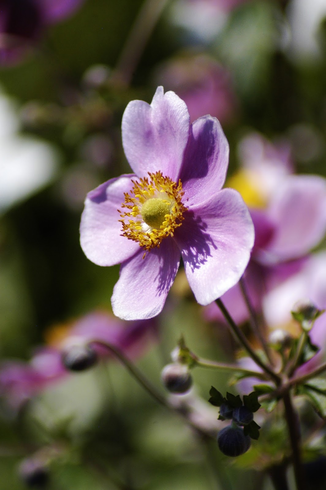 Japanese Anemone – Featuring New Plants Every Day