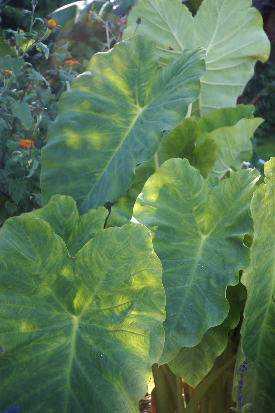 Taro, Elephant’s Ear Featuring New Plants Every Day